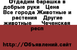 Отдадим барашка в добрые руки › Цена ­ 1 - Все города Животные и растения » Другие животные   . Чеченская респ.